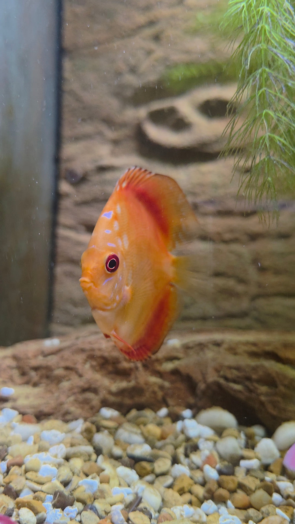 Pigeon Blood Discus