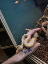 Load image into Gallery viewer, Snakespeare 'Albino Ball'
