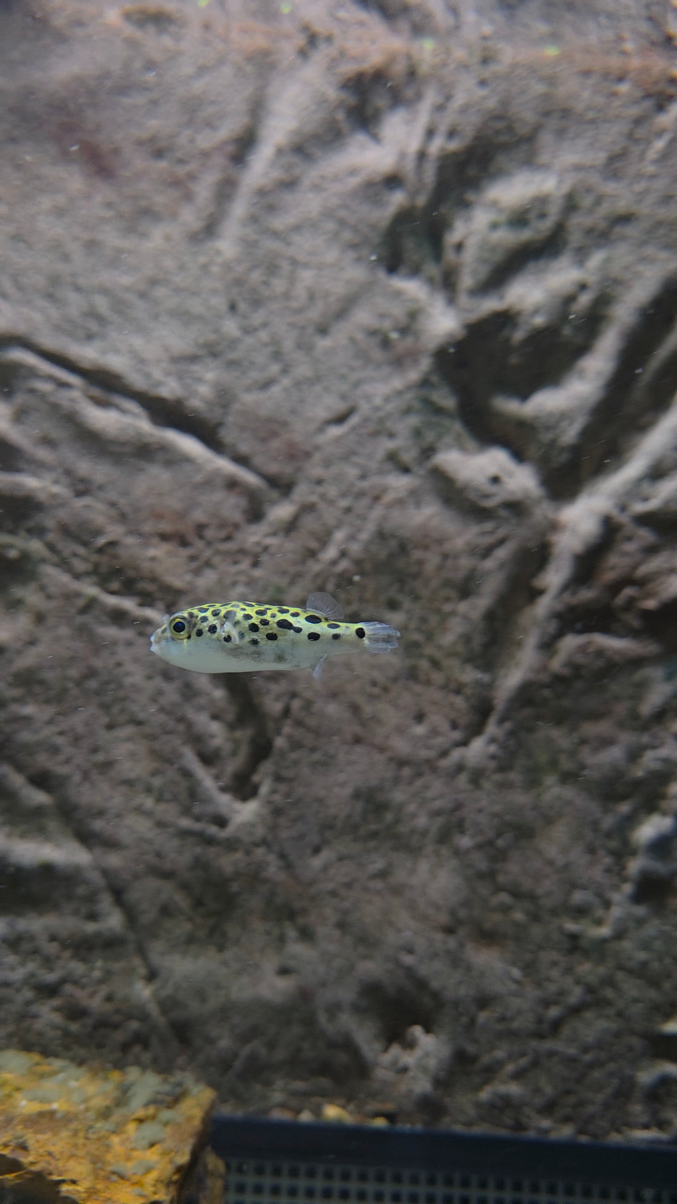 Green Spotted Puffer