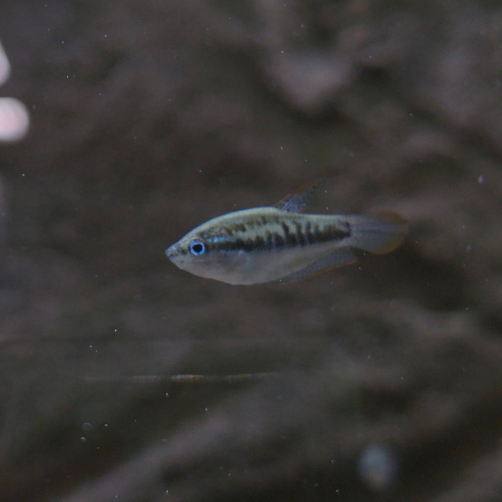 Assorted Pygmy Gourami