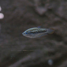 Load image into Gallery viewer, Assorted Pygmy Gourami
