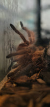 Load image into Gallery viewer, Rosehair Tarantula
