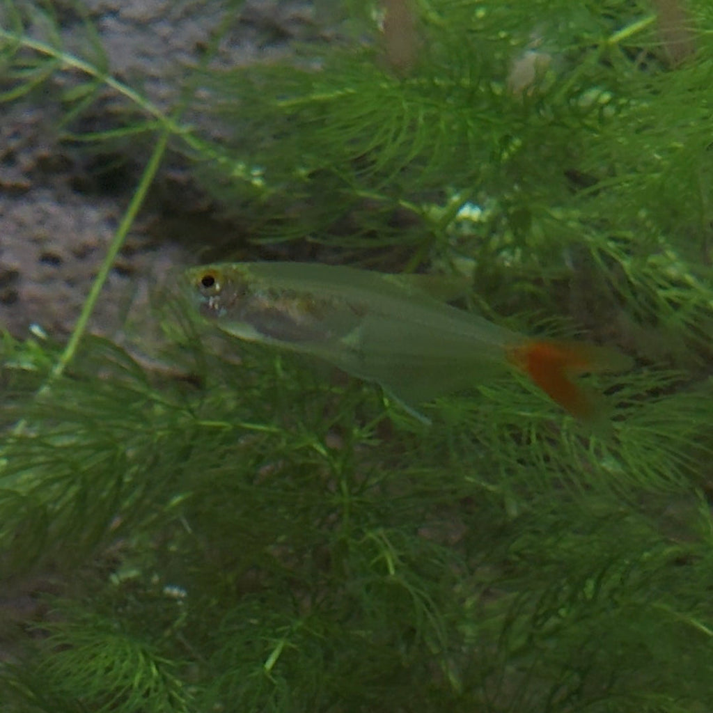 Glass Bloodfin Tetra