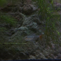 Glass Bloodfin Tetra