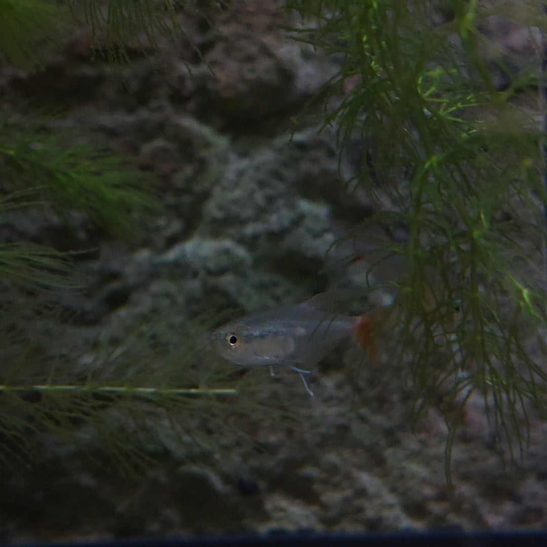 Glass Bloodfin Tetra