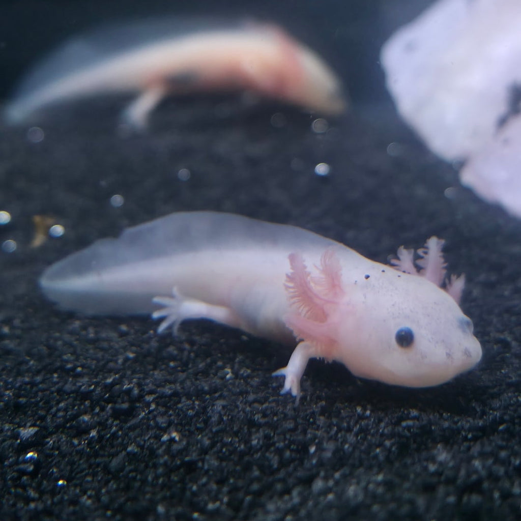 Axolotls