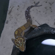 Load image into Gallery viewer, Leopard Gecko Juvenile
