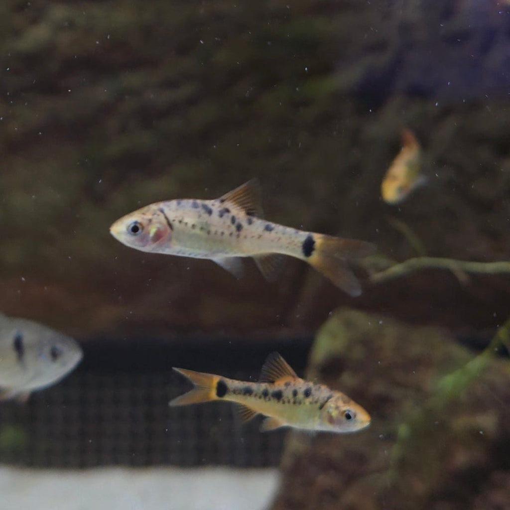 Pentazona Barb