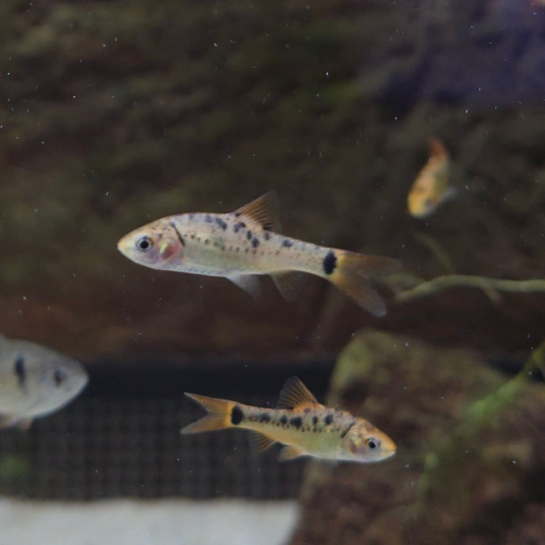 Pentazona Barb