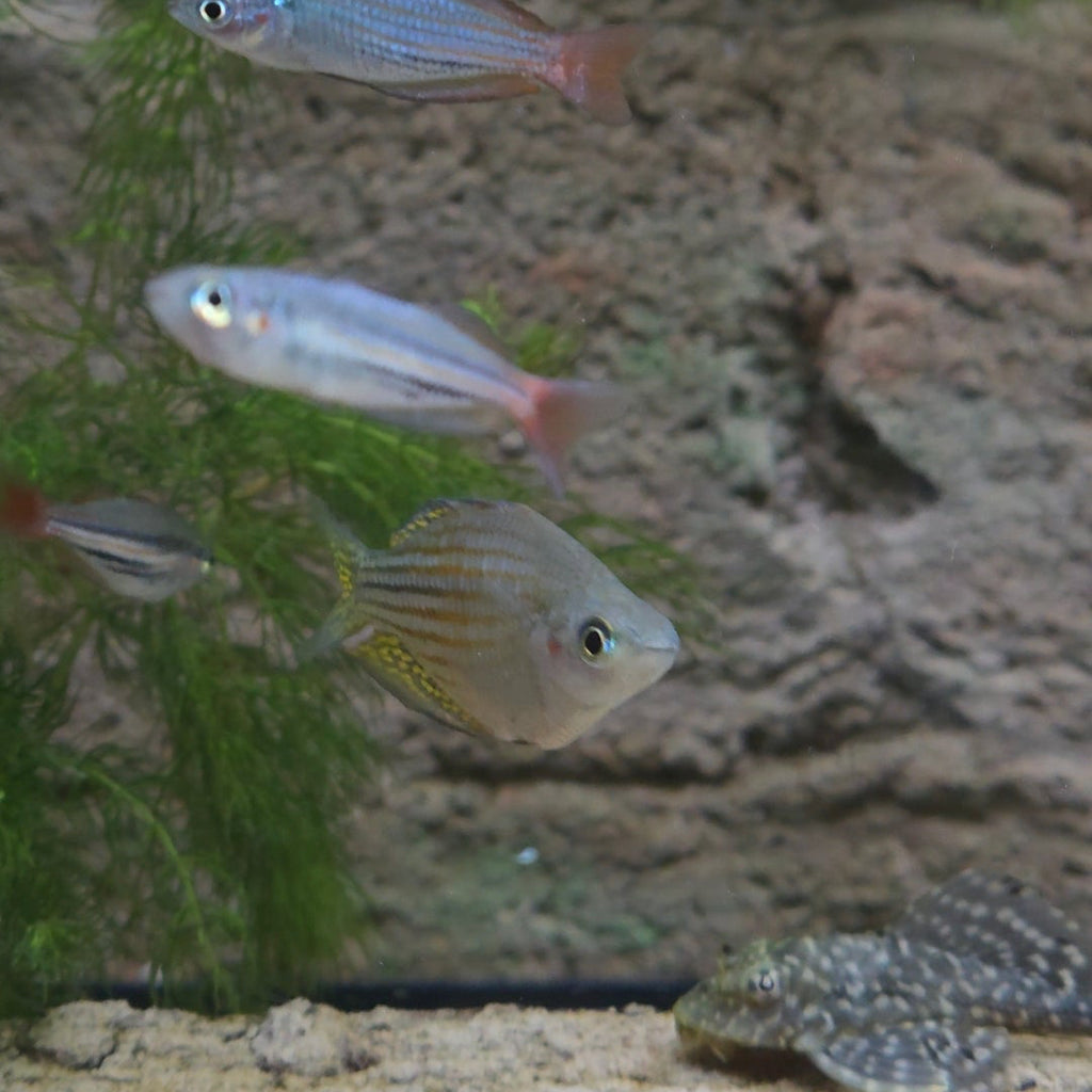 Dwarf Neon Rainbowfish