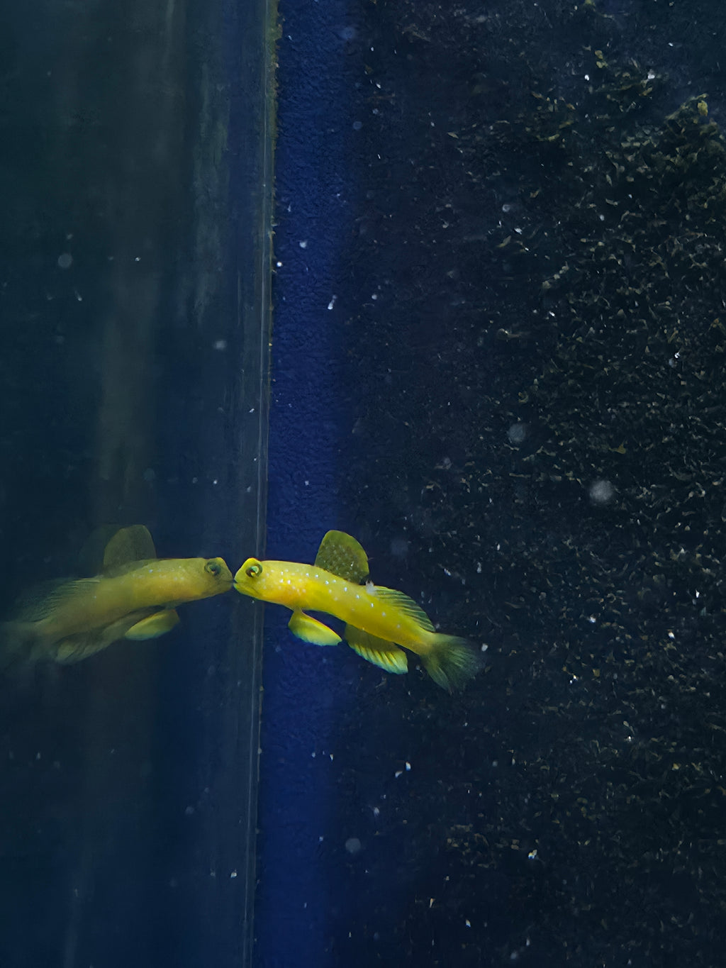 False Yellow Spotted Watchman Goby