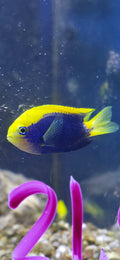 Starcki Damsel