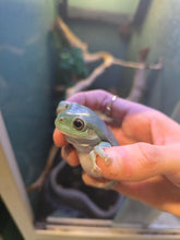 Load image into Gallery viewer, Hoppy Gilmore 'Dumpy Tree Frog'
