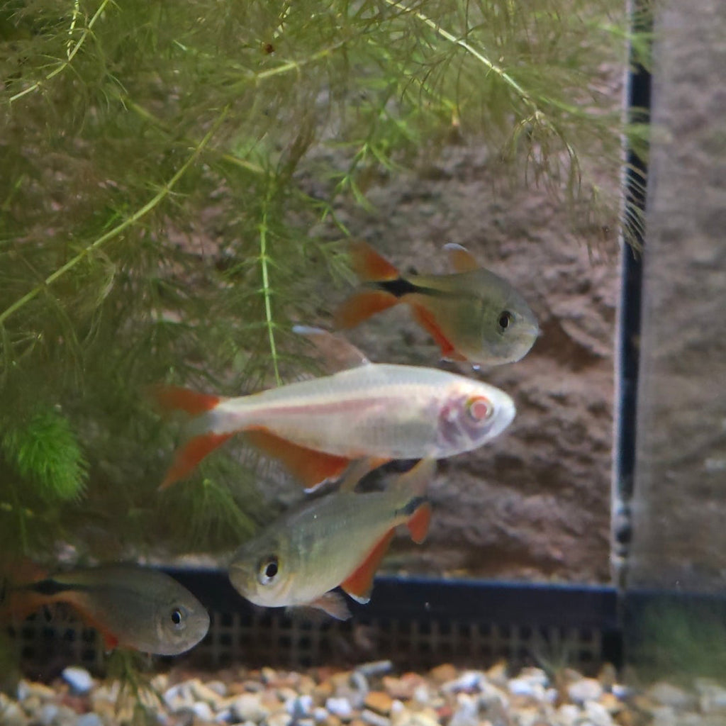 Buenos Aires Tetra