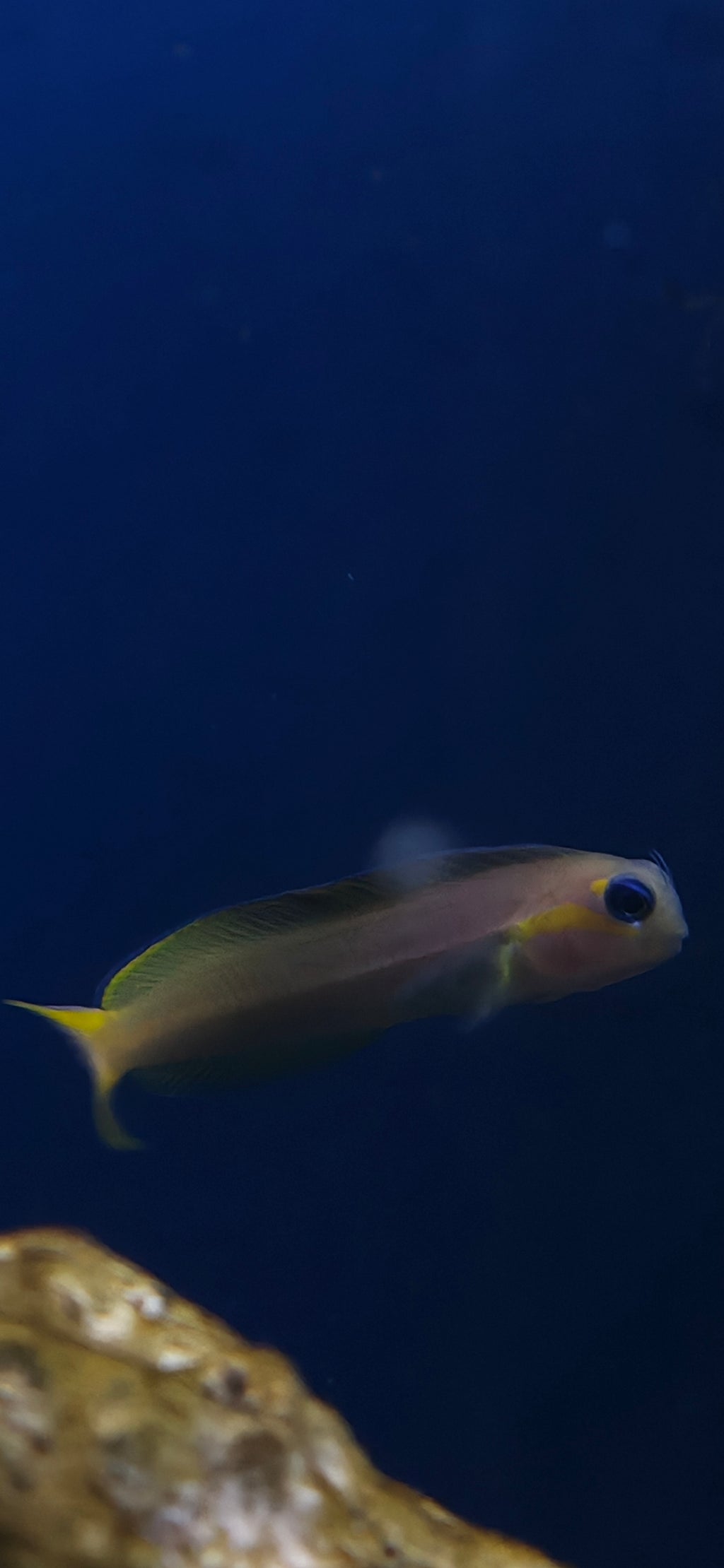 Midas Blenny