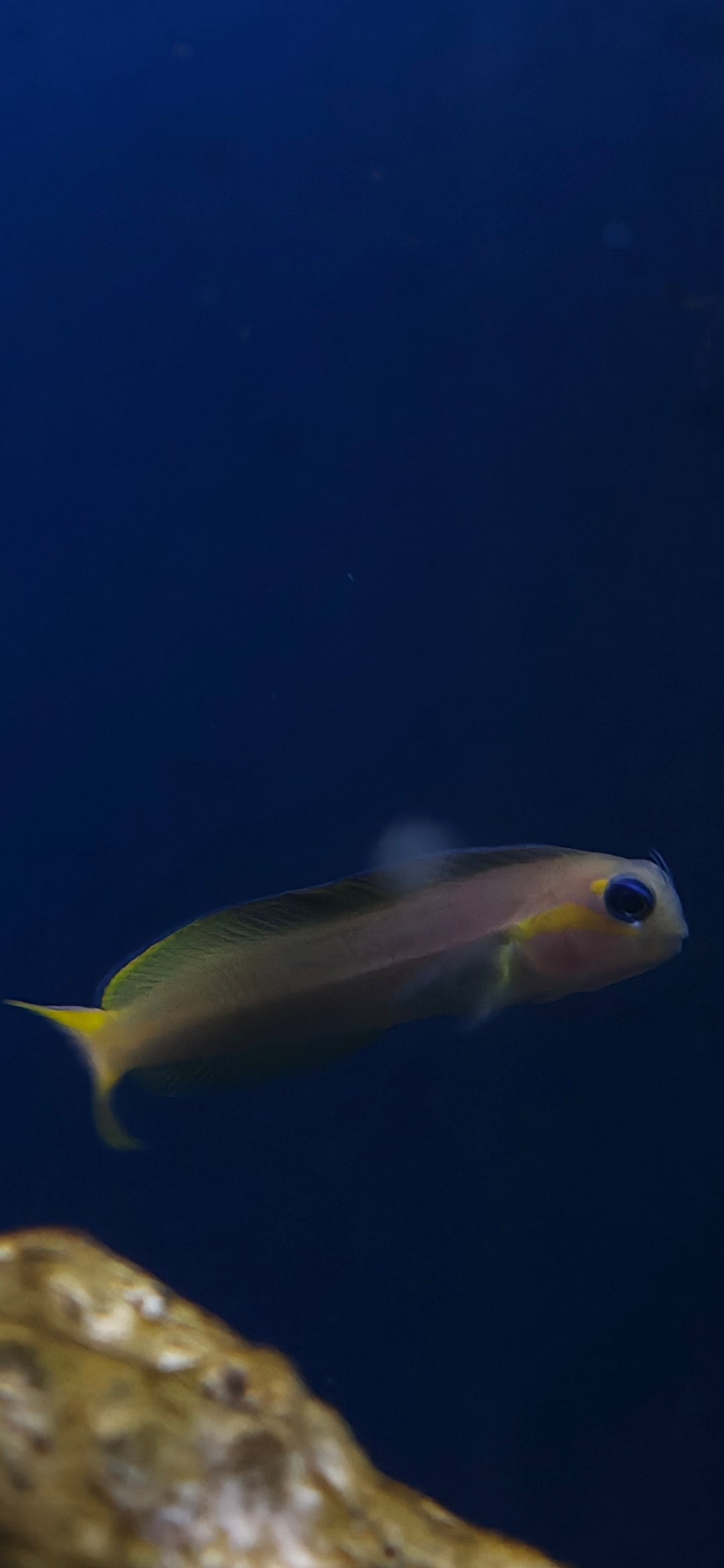 Midas Blenny