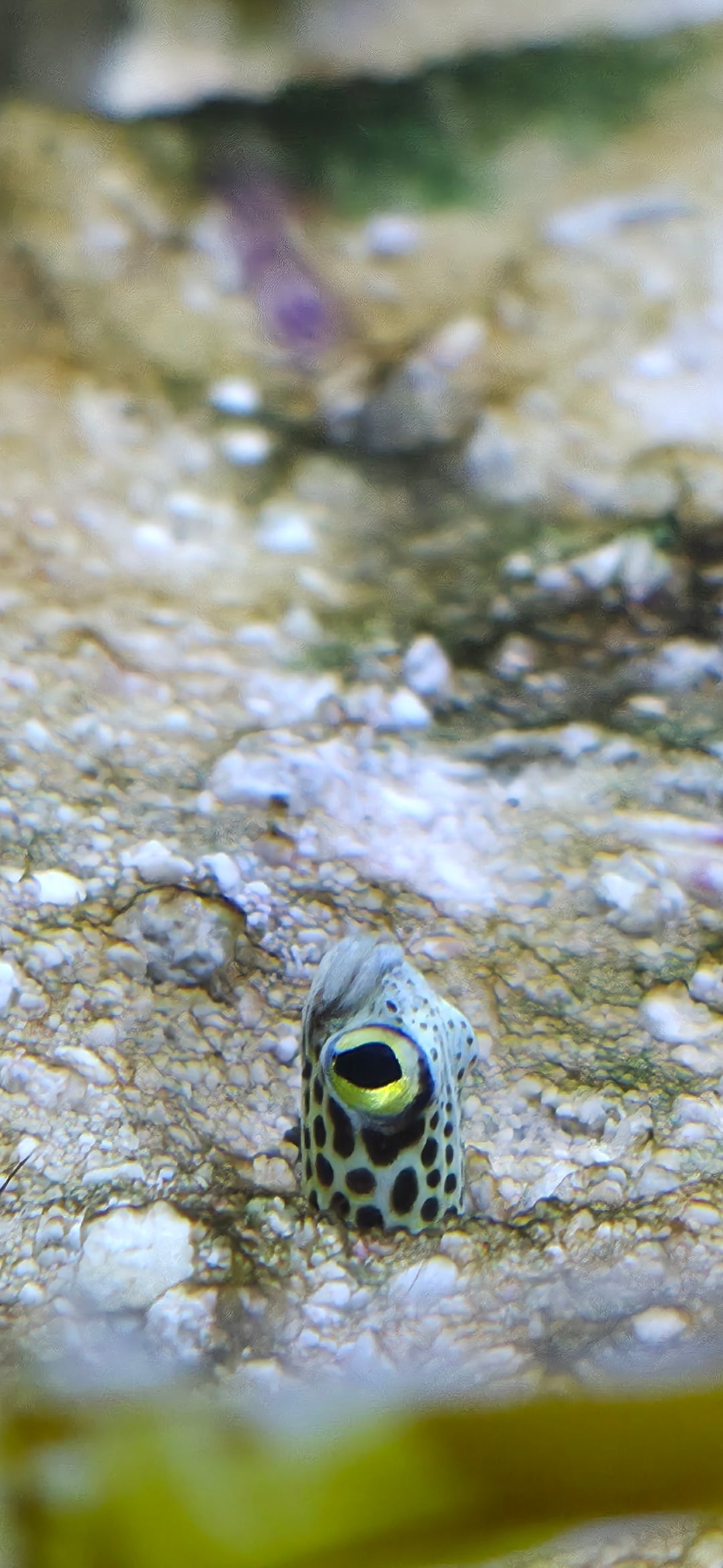 Spotted Garden Eel