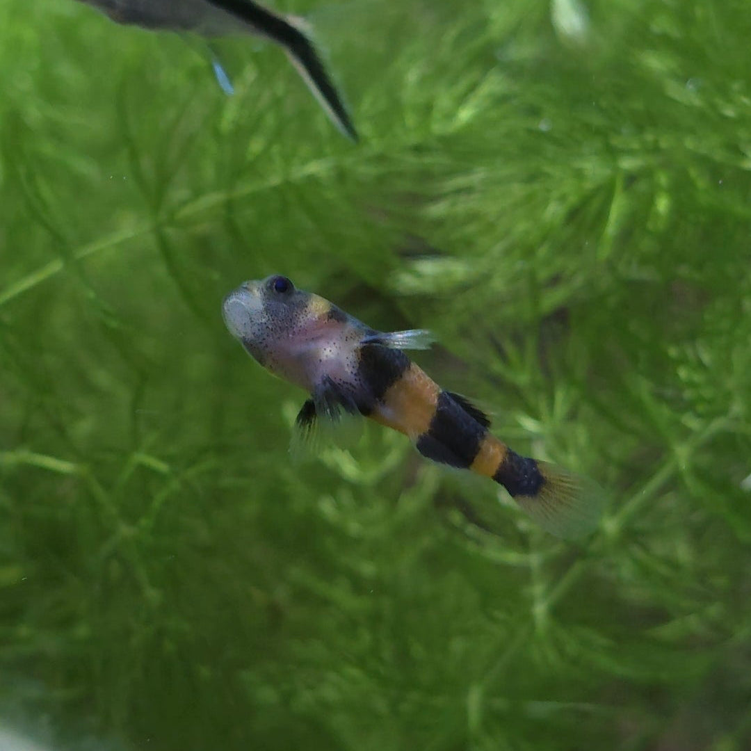 Bumblebee Goby