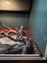 Load image into Gallery viewer, Nicaraguan Cental American Boa
