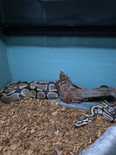 Load image into Gallery viewer, Ball Python
