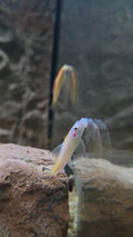 Gold Marble Algae Eater
