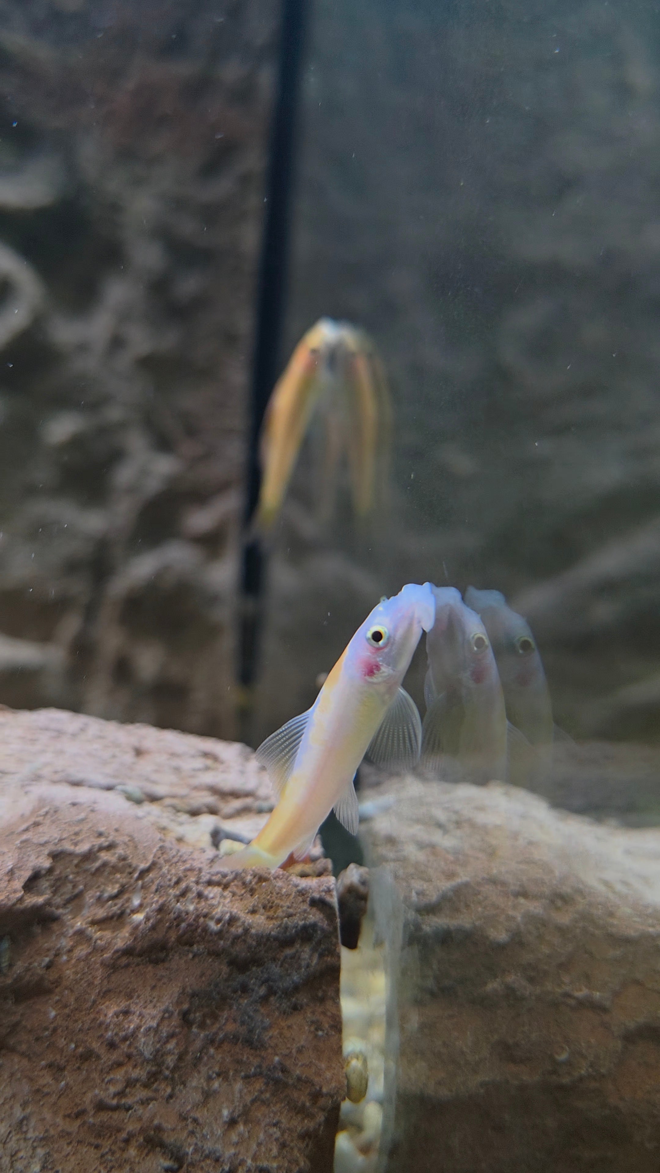 Gold Marble Algae Eater