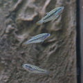Assorted Pygmy Gourami