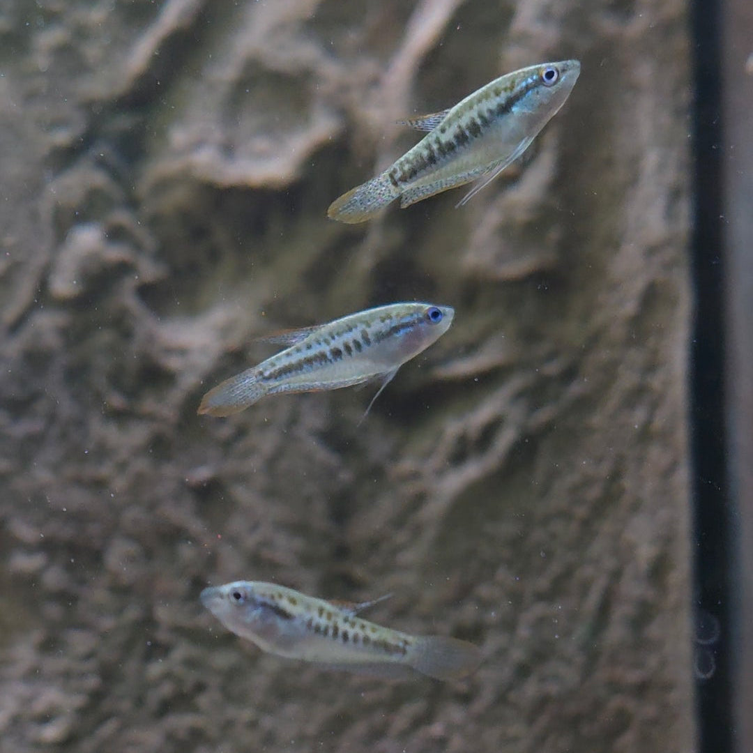 Assorted Pygmy Gourami