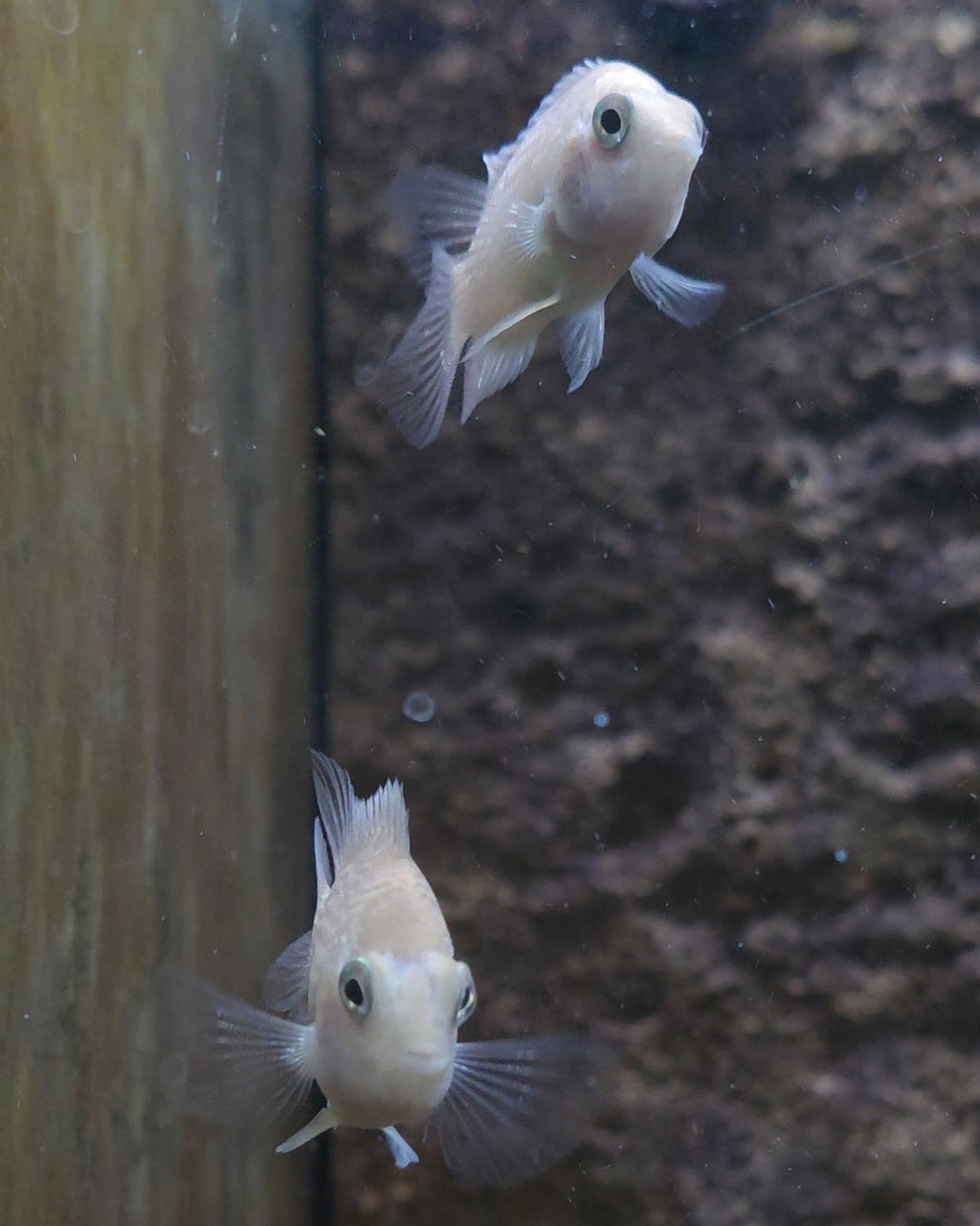 Convict Cichlid