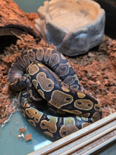 Load image into Gallery viewer, Pastel Ball Python
