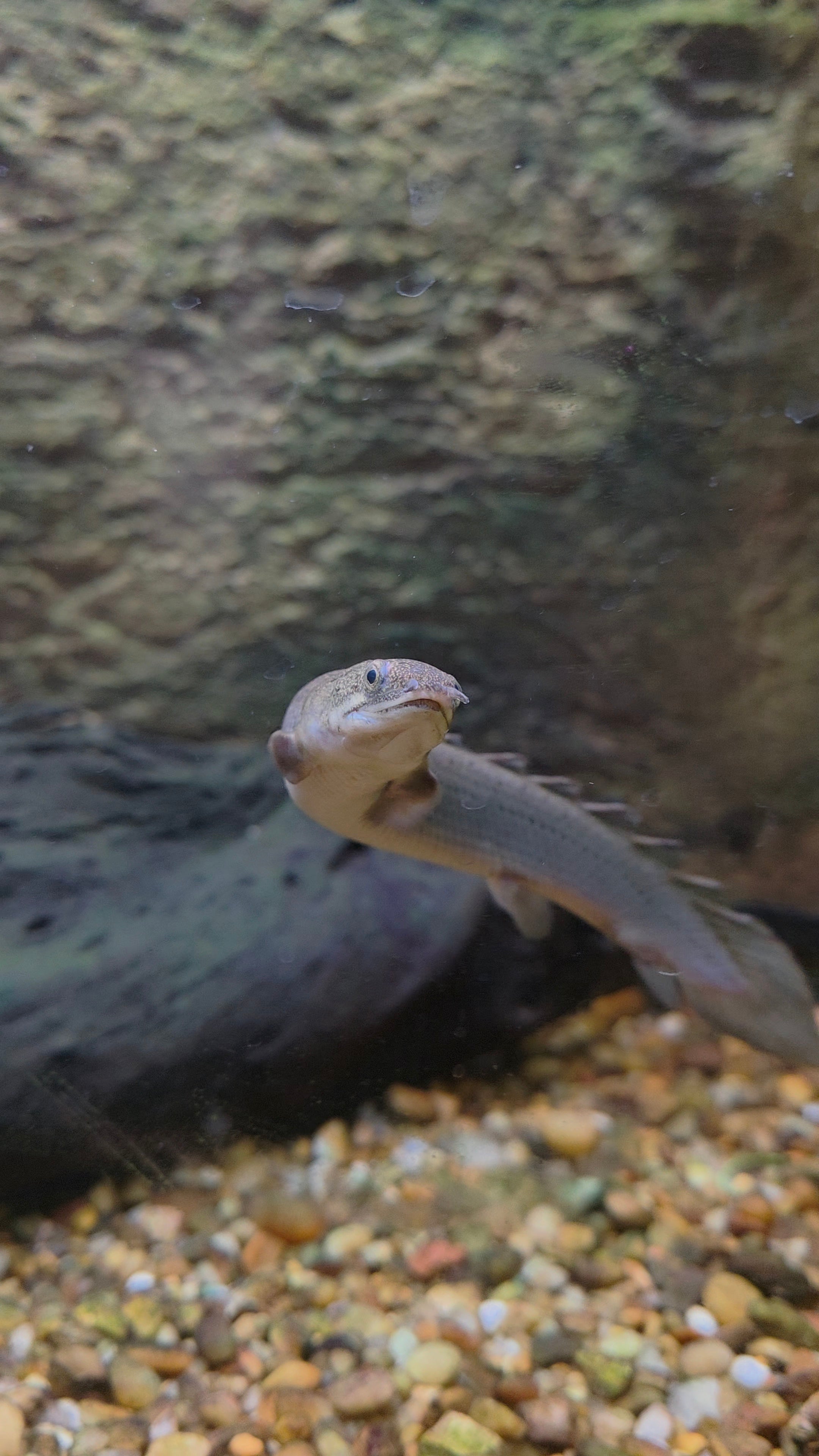 Bichir/Polypterus