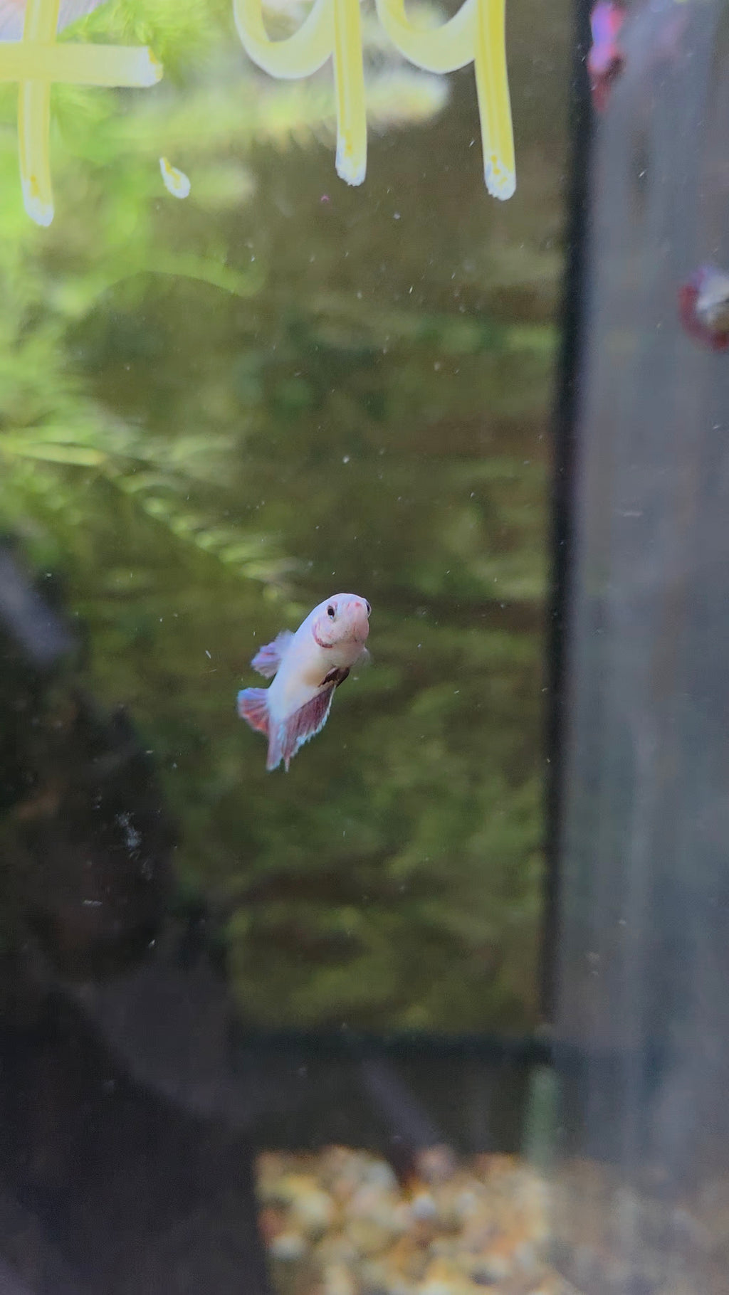 Betta Assorted Female