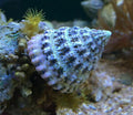 Astrea Snail
