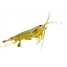 Amano Algae Eating Shrimp